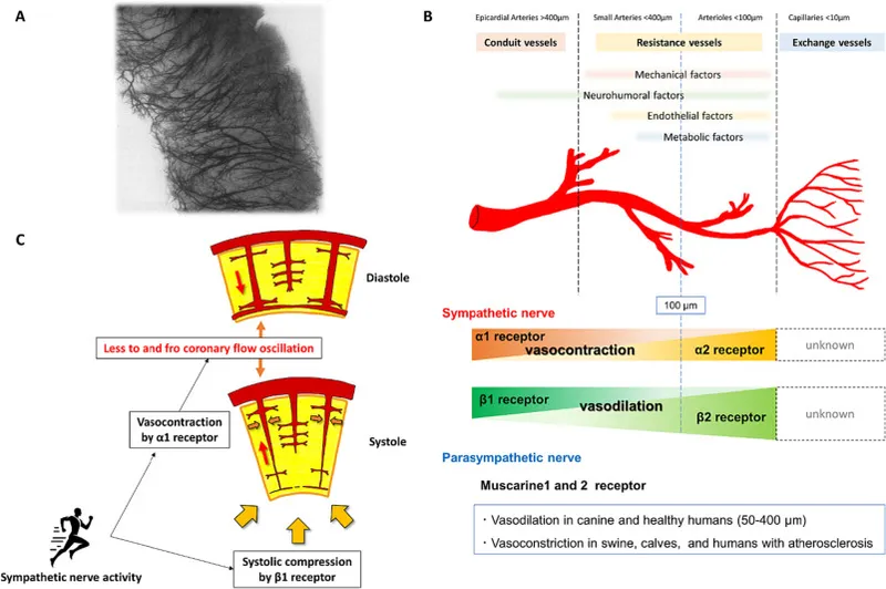 Coronary artery regulation and autonomic innervation
