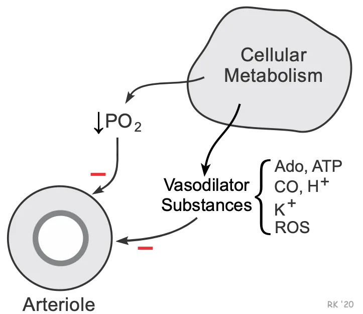 Metabolic regulation of coronary arteriole vasodilation