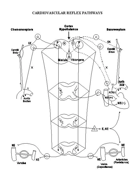 Cardiovascular Reflex Pathways: Baroreceptor & Chemoreceptor