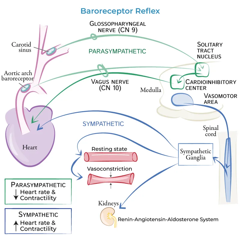 Baroreceptor Reflex and RAAS Pathway