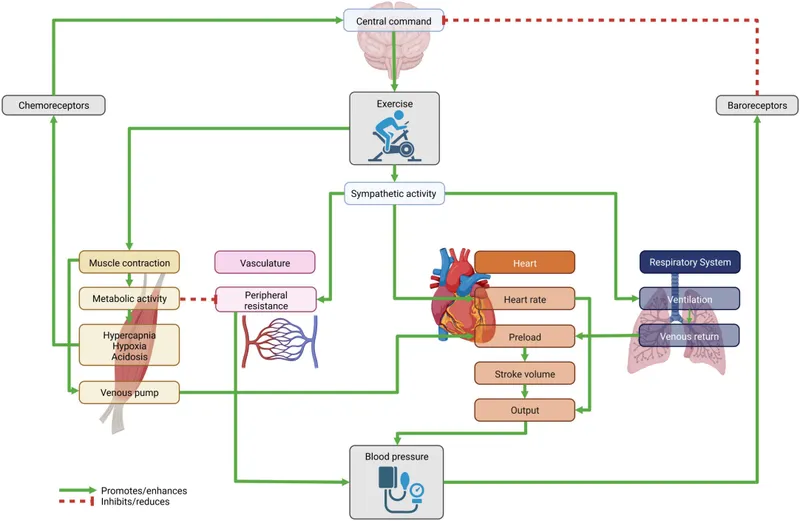 Cardiovascular response to exercise