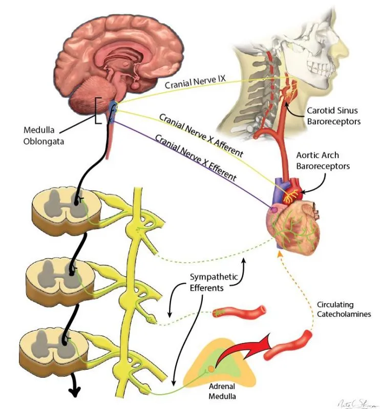 Neural control of cardiovascular function
