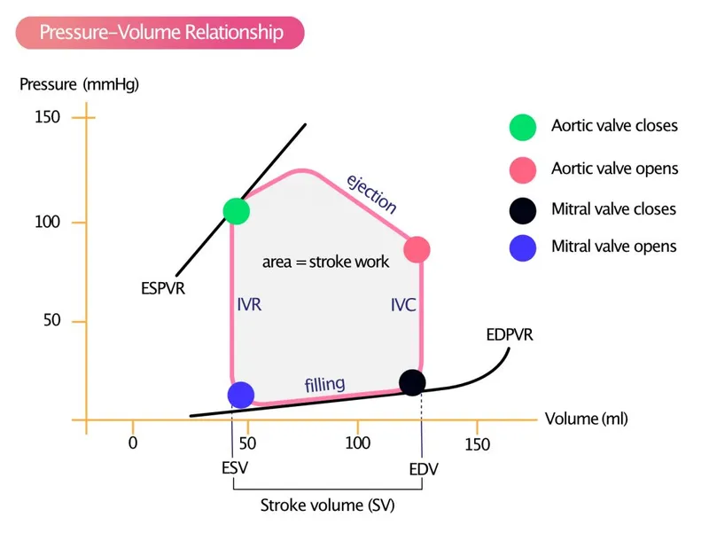 Cardiac Pressure-Volume Loop