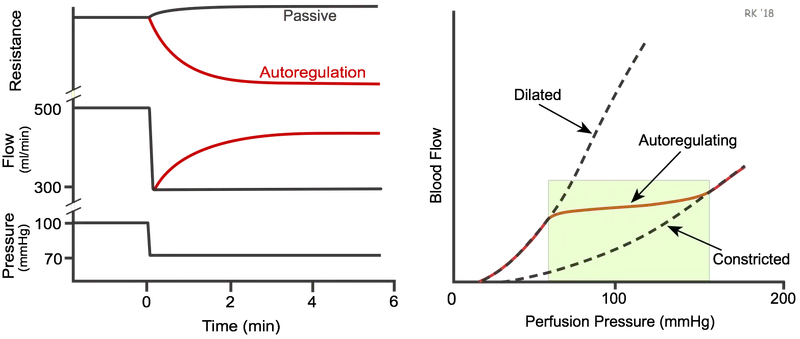 Organ Blood Flow Autoregulation