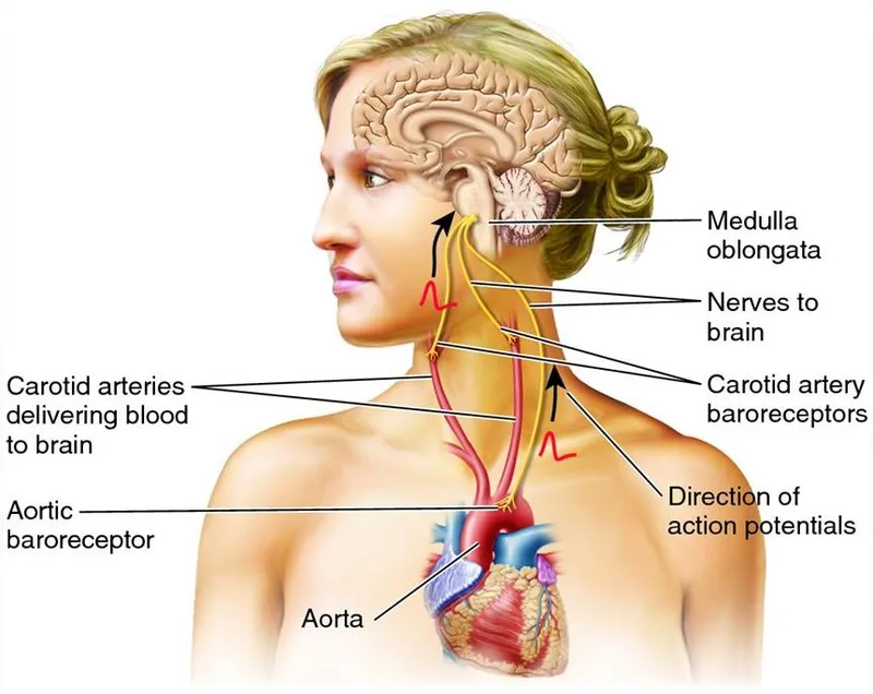 Baroreceptor locations and nerve pathways to the brain