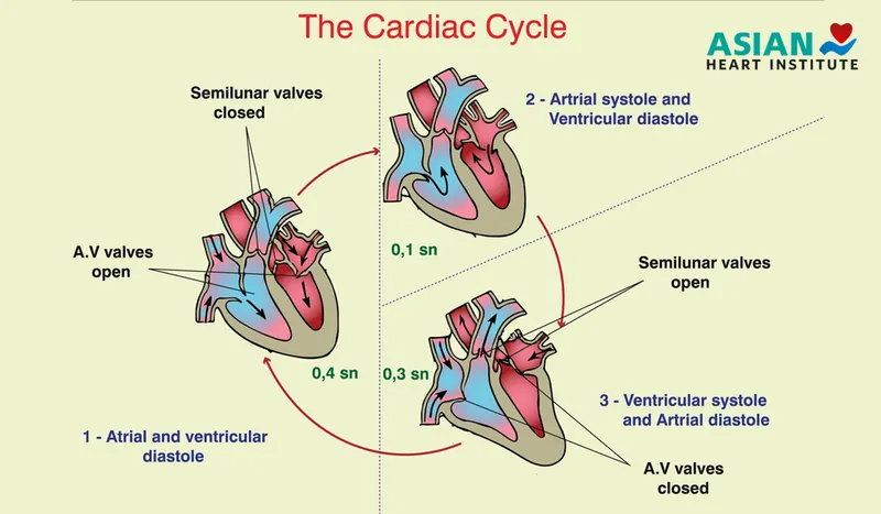 Cardiac Cycle Phases and Valve Status
