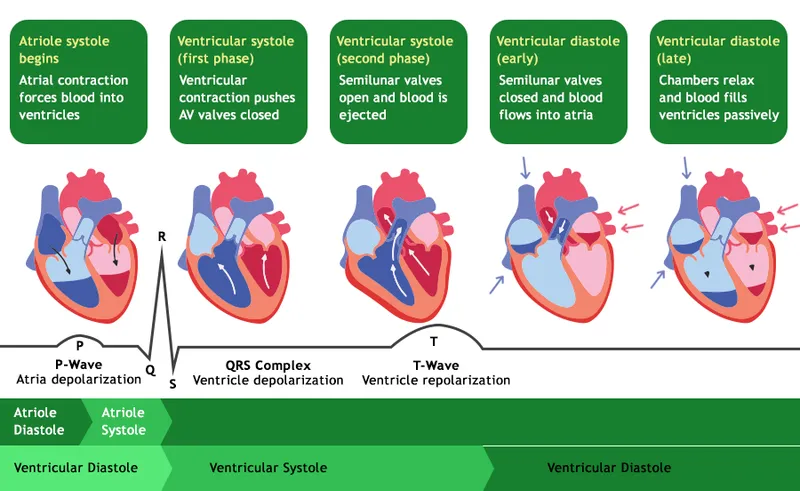 Cardiac Cycle Phases and ECG Correlation