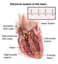 Electrical system of the heart diagram with ECG