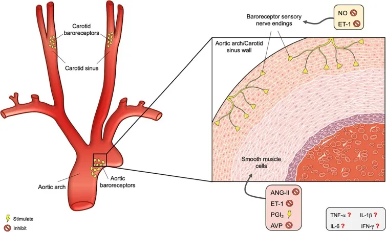 Baroreceptors in Carotid Sinus and Aortic Arch