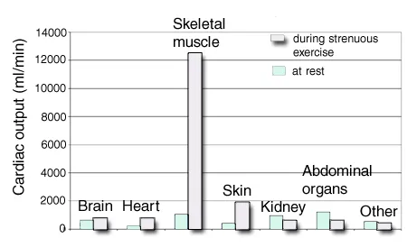 Cardiovascular responses to dynamic exercise
