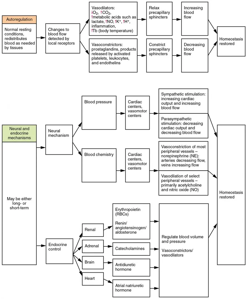 Blood Flow Regulation Mechanisms