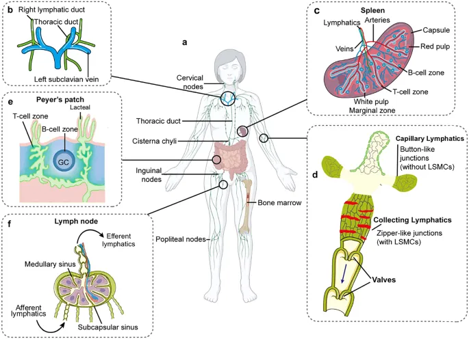 Lymphatic System Anatomy and Drainage Pathways