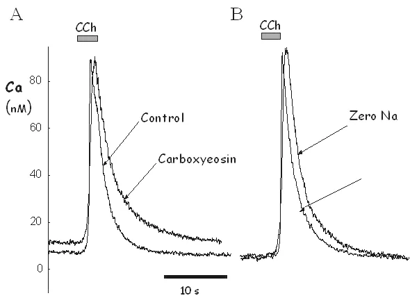 Ca²+ extrusion and sequestration mechanisms