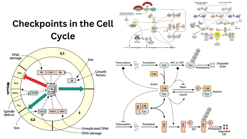 Cell Cycle Checkpoints and Regulation