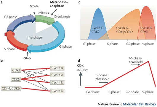 Cell cycle phases and Cyclin-CDK activity