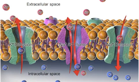 Na+/K+ pump and ion diffusion across cell membrane