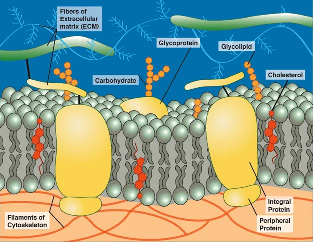 Cell membrane fluid mosaic model