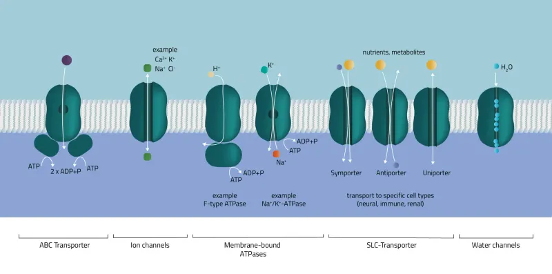 Types of membrane transport proteins