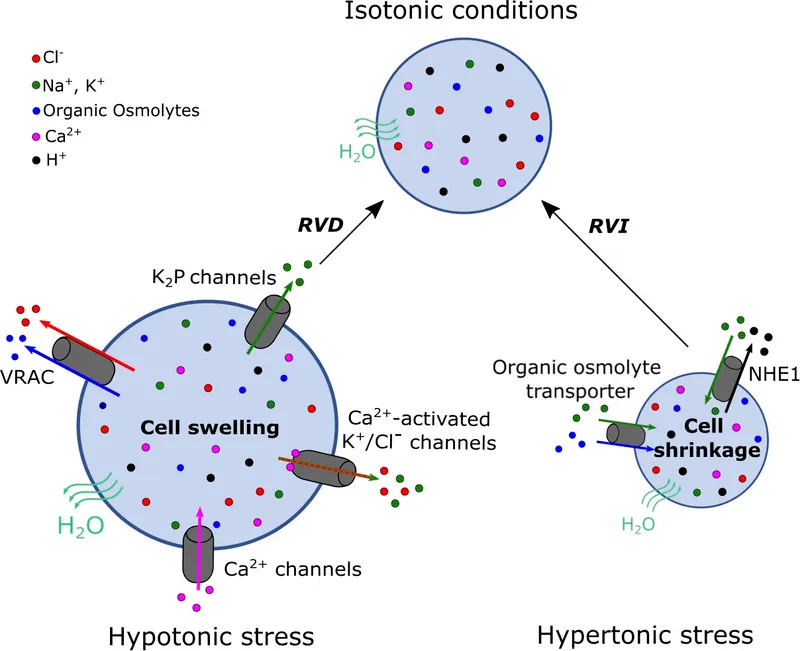Cell Volume Regulation: RVD and RVI Mechanisms