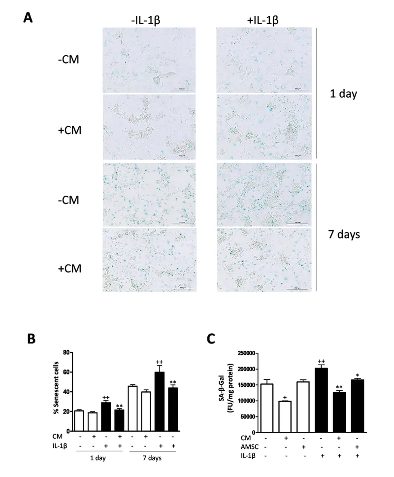 SA-β-gal staining in senescent cells