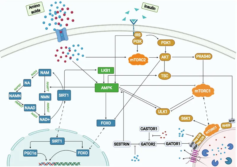 Nutrient-sensing pathways and cellular aging