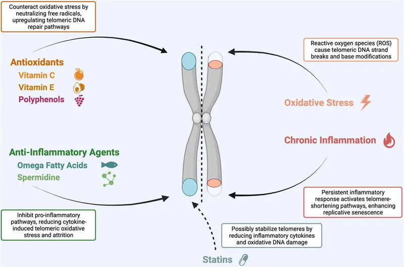 Factors affecting telomere length and cellular aging