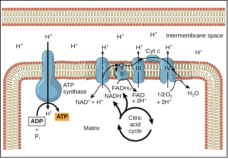 Electron Transport Chain and Oxidative Phosphorylation