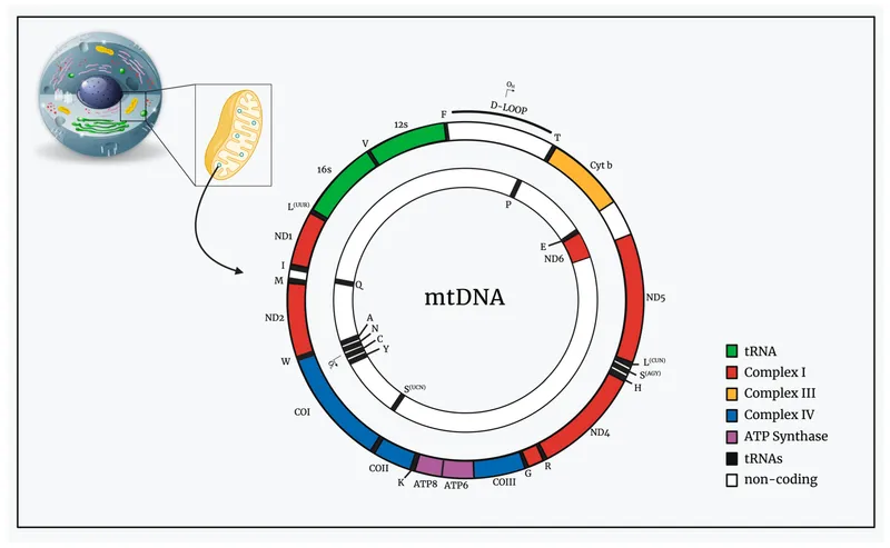 Mitochondrial DNA (mtDNA) circular structure diagram