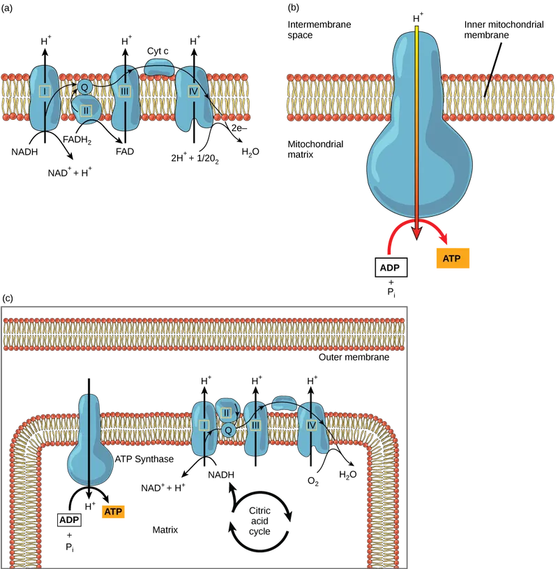 Electron Transport Chain and ATP Synthase
