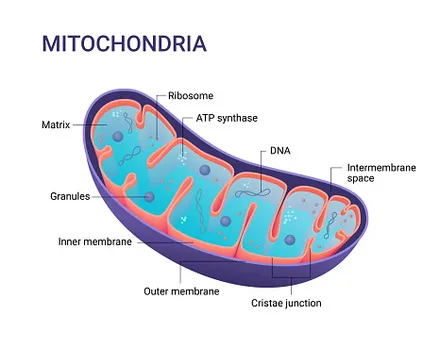 Mitochondrion diagram with labeled parts