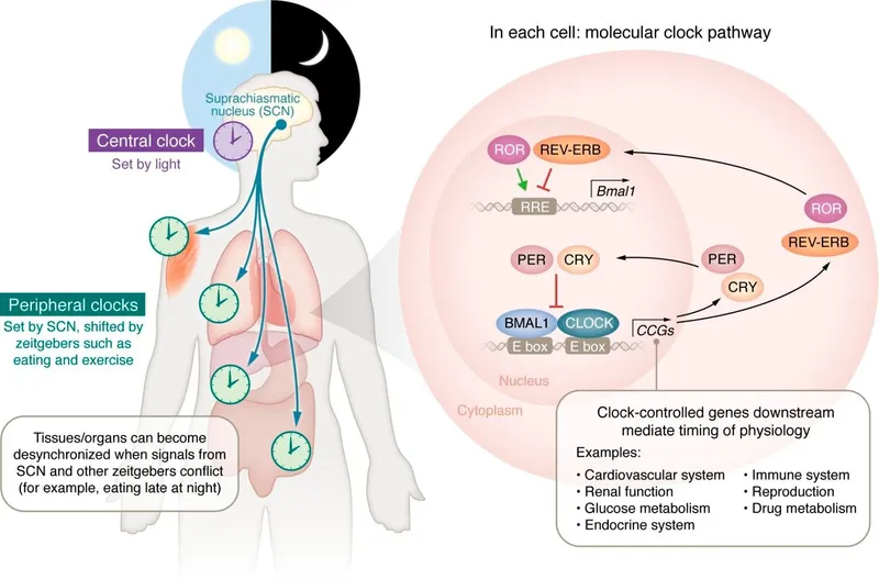 SCN, Peripheral Clocks, and Molecular Clock Pathway
