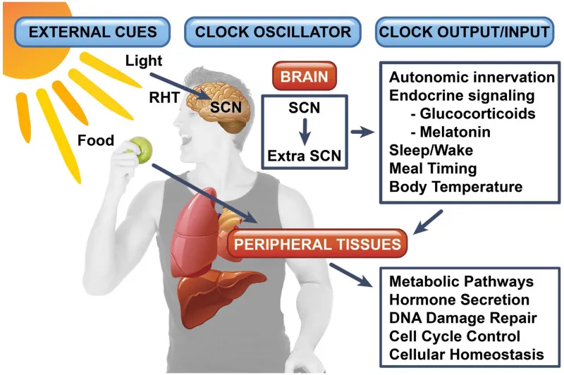 Circadian Rhythm Pathway Diagram