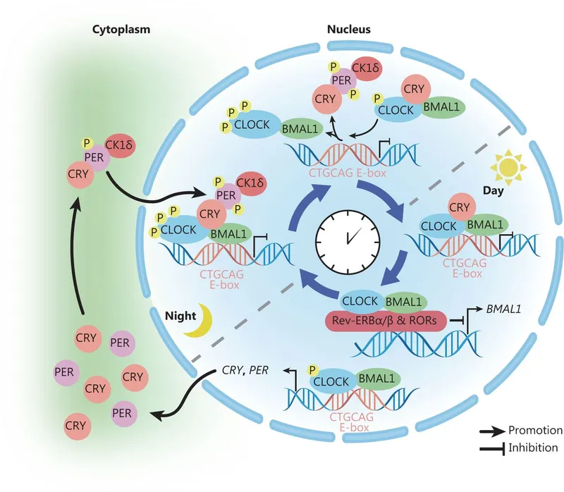 Molecular mechanism of circadian clock with TTFL