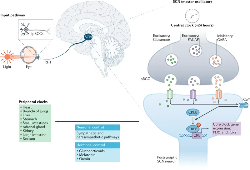 Light entrainment pathway to SCN and molecular clock