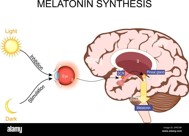 Melatonin Synthesis Pathway