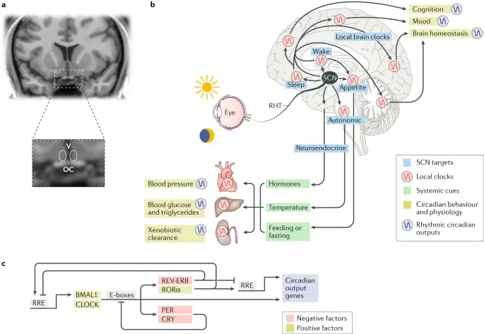 SCN location, light input, and circadian regulation pathways