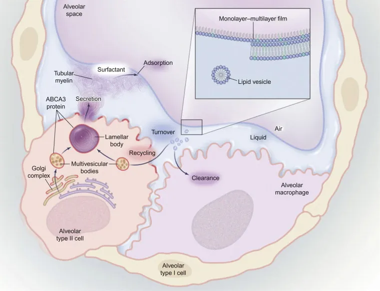 Surfactant synthesis, secretion, and function in alveoli