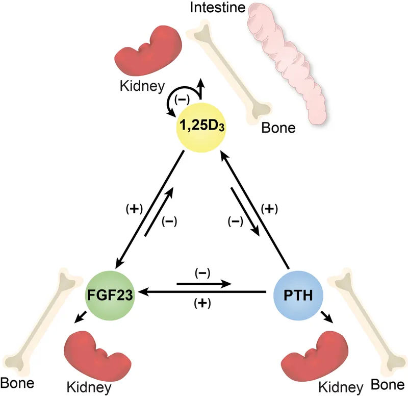 Calcium and Phosphate Homeostasis