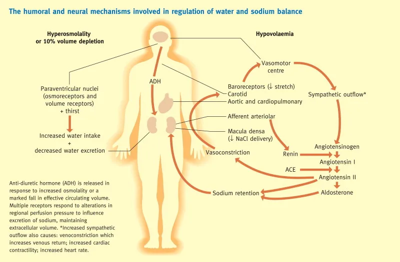 Hormonal Regulation of Water and Sodium Balance