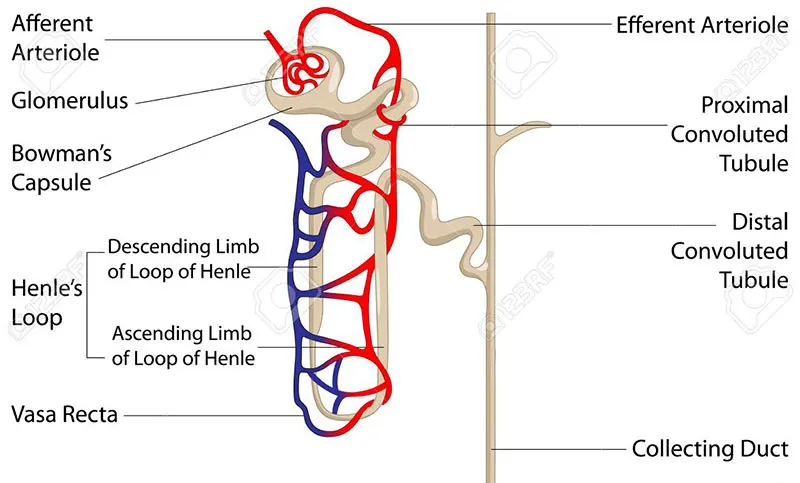 Diagram of a nephron