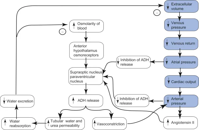 ADH feedback loop and osmolality regulation