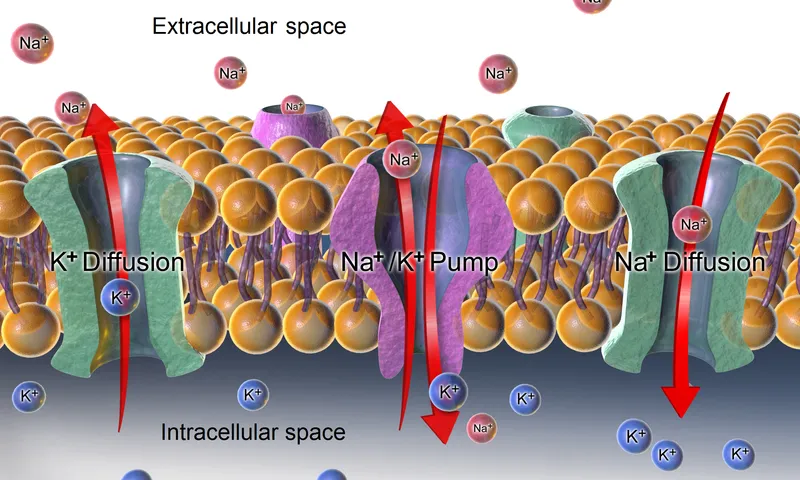 Na-K ATPase pump and potassium distribution