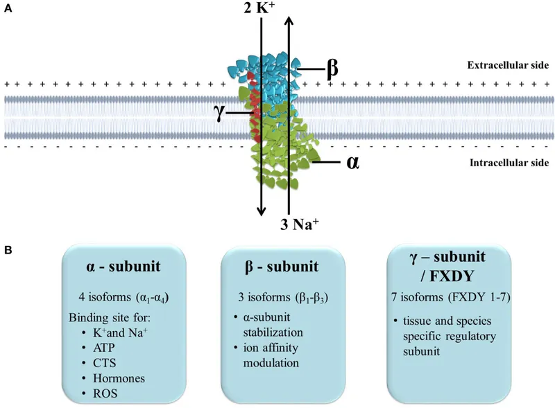 Na/K pump structure and function