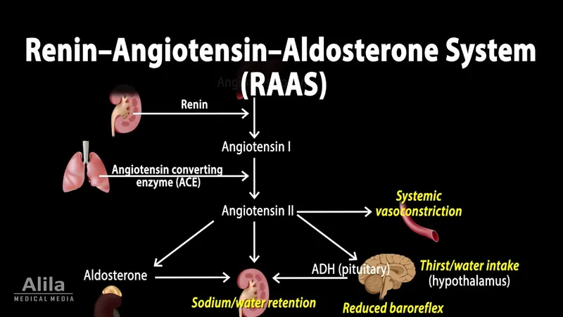 Renin-Angiotensin-Aldosterone System (RAAS) pathway