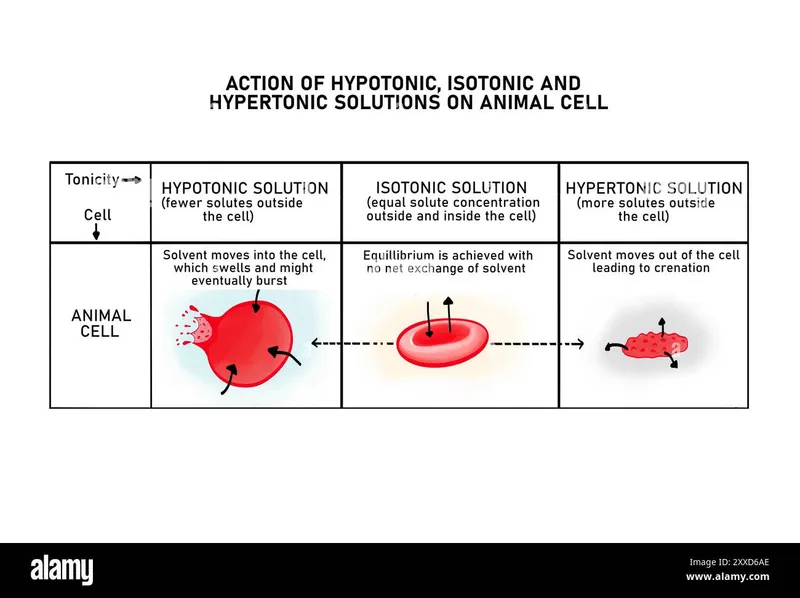 Animal cell in hypotonic, isotonic, and hypertonic solutions
