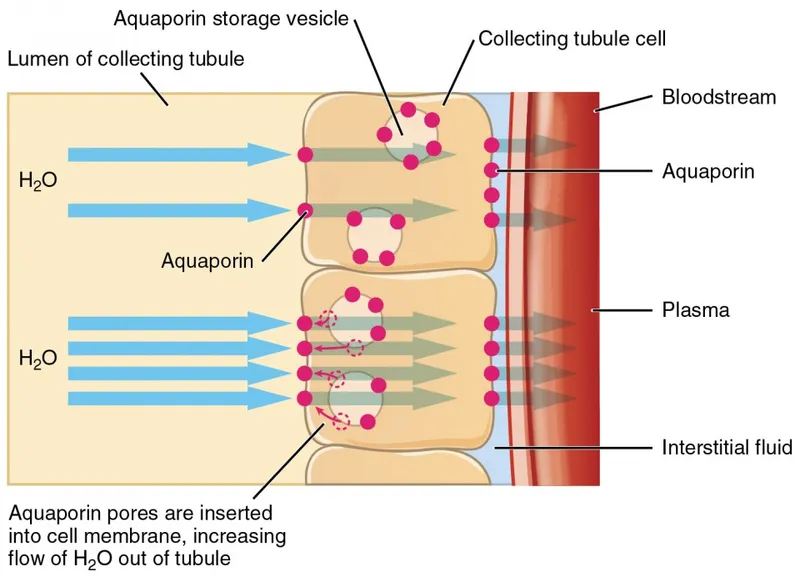Aquaporin insertion in collecting tubule cells