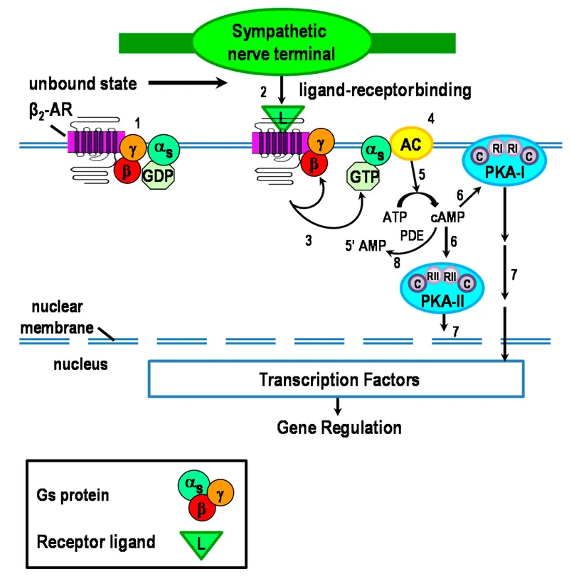 Beta-2 Adrenergic Receptor Signaling Pathway