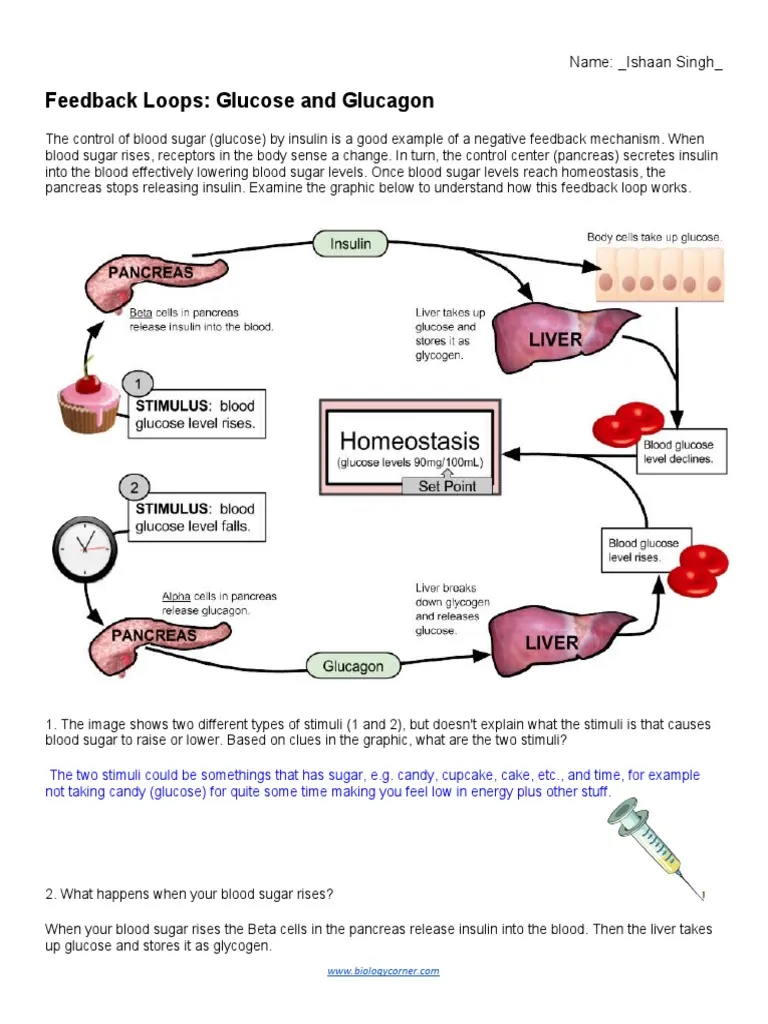 Glucose and Glucagon Feedback Loop
