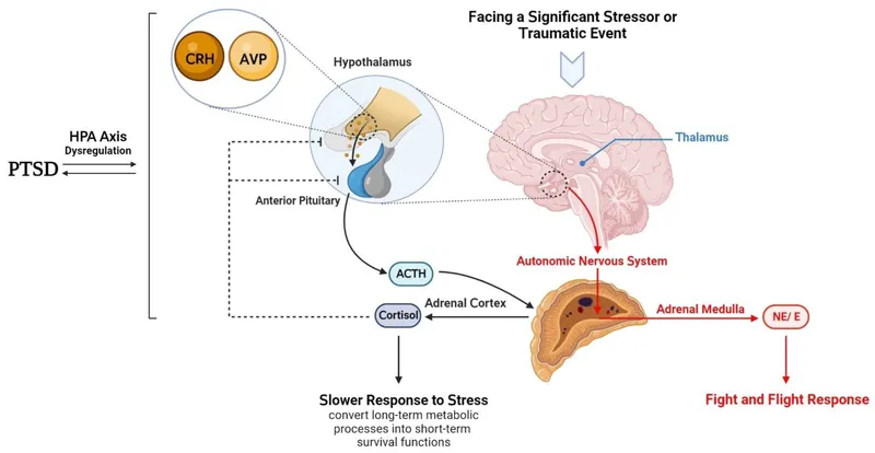 HPA Axis and Adrenal Gland Stress Response