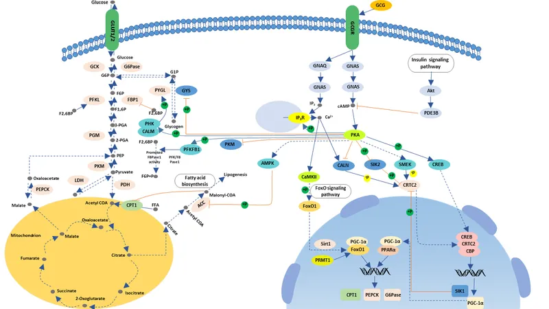 Glucagon signaling and metabolic regulation in liver cell
